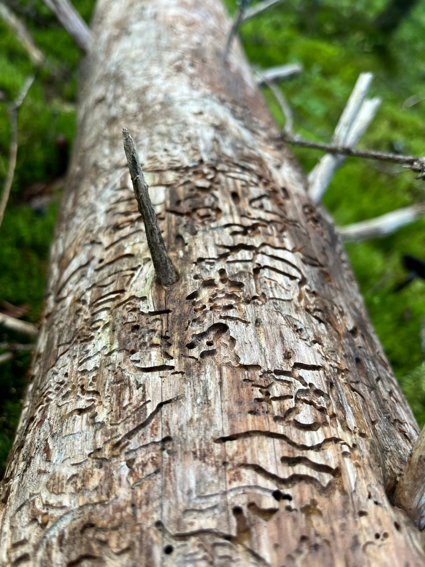 Tekstur i bark