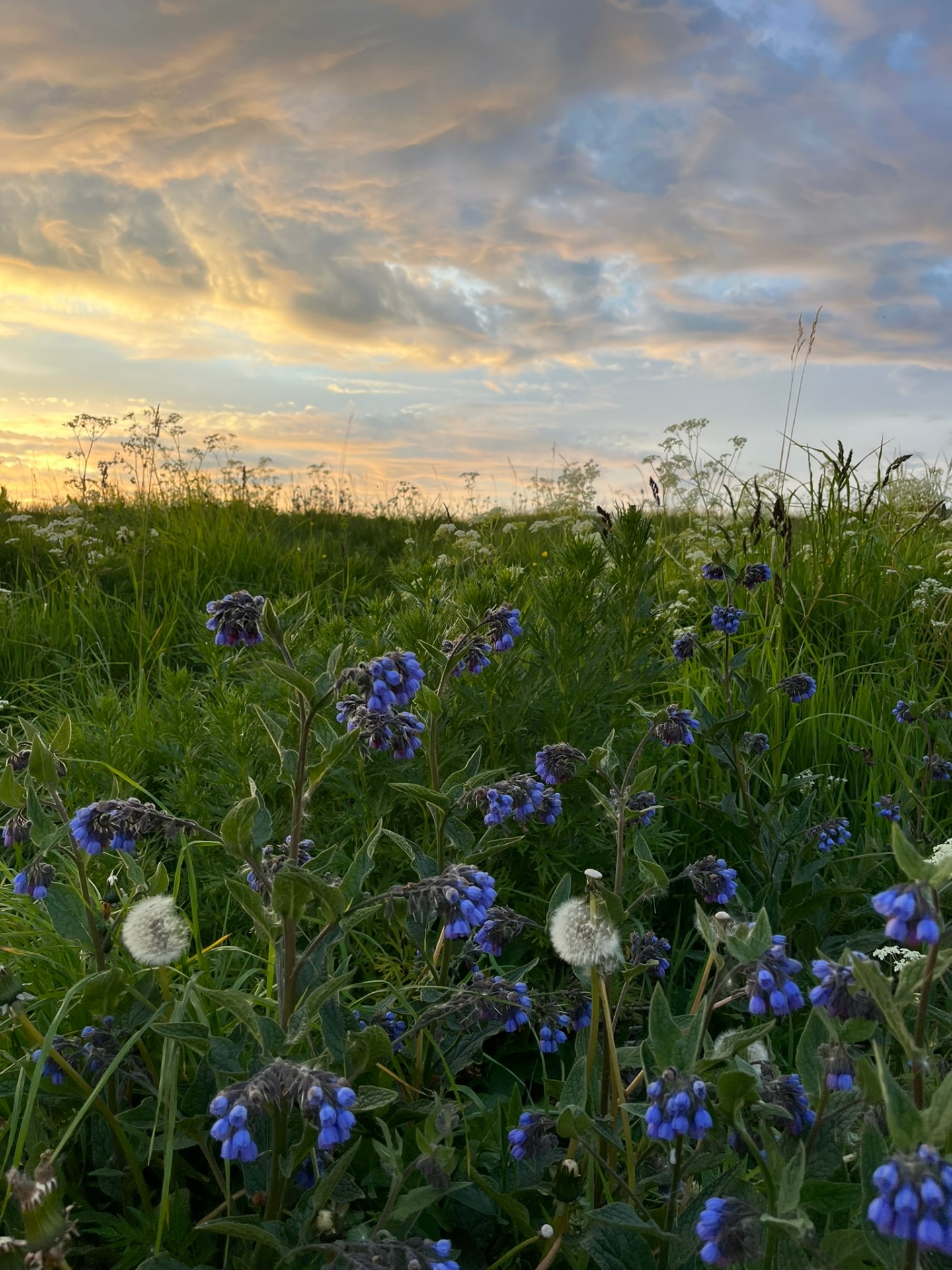 Blomstereng